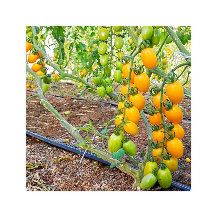 POMODORO DATTERINO "GIALLO" - Az. Agricola Morana Mario