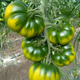 Pomodoro Costoluto - Az. Agricola Morana Mario