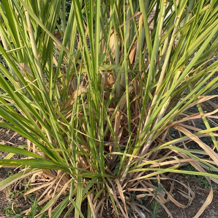 Canna da Zucchero al kg