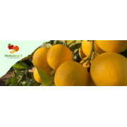 Agrumi di Sicilia