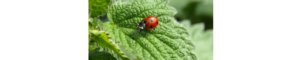 DIFESA E PREVENZIONE PER LE PIANTE